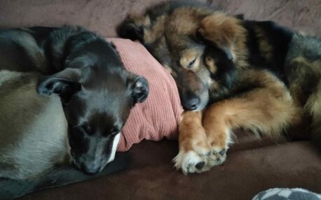 dizel i Roxy